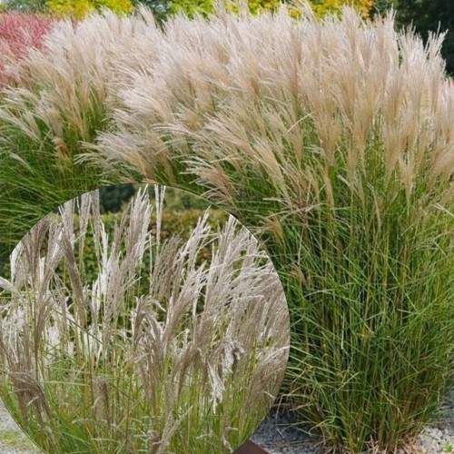 Miscanthus sinensis 'Kleine Silberspinne' - Hiina siidpööris 'Kleine Silberspinne' P11/0,75L